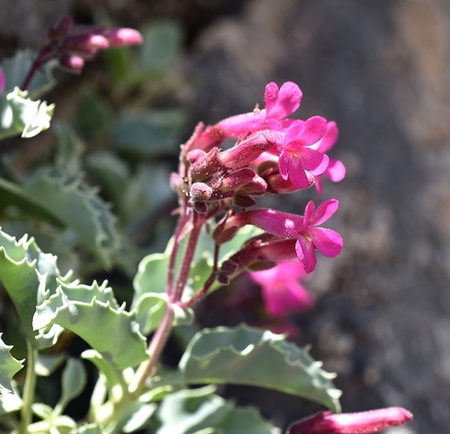 petiolate beardtongue (Penstemon petiolatus)