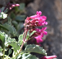 Penstemon petiolatus