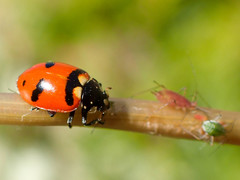 Hippodamia quinquesignata
