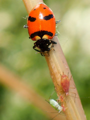 Hippodamia quinquesignata