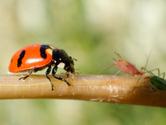 Hippodamia quinquesignata