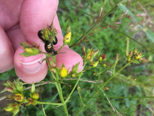 Greater St. John's wort beetle photo 3