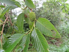 Alnus sieboldiana