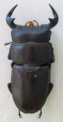 Dorcus antaeus miyashitai