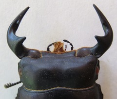 Dorcus antaeus miyashitai