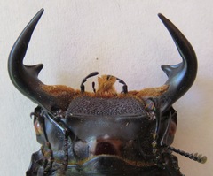 Dorcus antaeus miyashitai