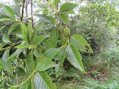 Alnus sieboldiana