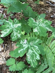 Phytomyza minuscula group