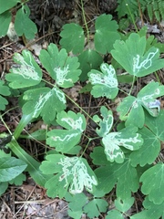 Phytomyza minuscula group