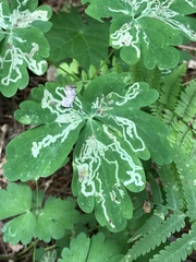 Phytomyza minuscula group