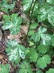 Phytomyza minuscula group