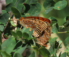 Speyeria hesperis ratonensis