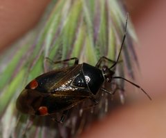Deraeocoris flavilinea