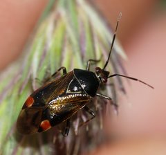 Deraeocoris flavilinea