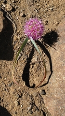 Allium platycaule