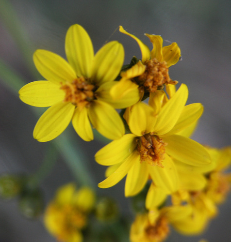 Coreocarpus arizonicus (A.Gray) S.F.Blake
