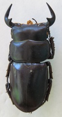 Dorcus antaeus miyashitai