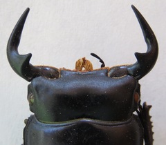 Dorcus antaeus miyashitai