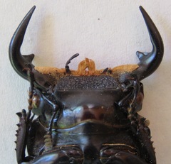 Dorcus antaeus miyashitai