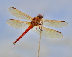Libellula auripennis