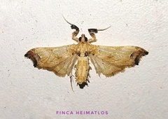 Euleucinodes