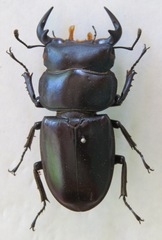 Dorcus antaeus miyashitai