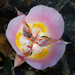 Siskiyou Mariposa Lily - Photo (c) David Greenberger, some rights reserved (CC BY-NC-ND)