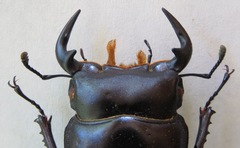 Dorcus antaeus miyashitai