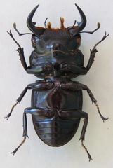 Dorcus antaeus miyashitai