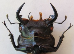 Dorcus antaeus miyashitai