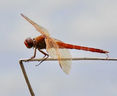 Libellula auripennis