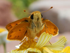 Hylephila phyleus phyleus