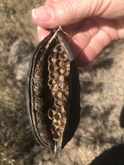 Brachychiton australis