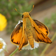 Hylephila phyleus phyleus