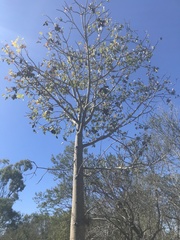 Brachychiton australis