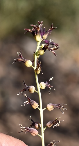 Jewelflowers (Genus Streptanthus) · iNaturalist United Kingdom