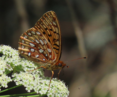 Speyeria hesperis ratonensis