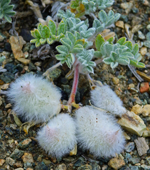 Astragalus purshii lectulus