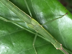 Micadina phluctainoides