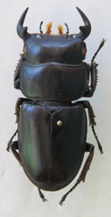 Dorcus antaeus miyashitai