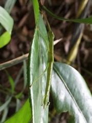 Micadina phluctainoides