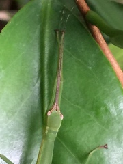 Micadina phluctainoides
