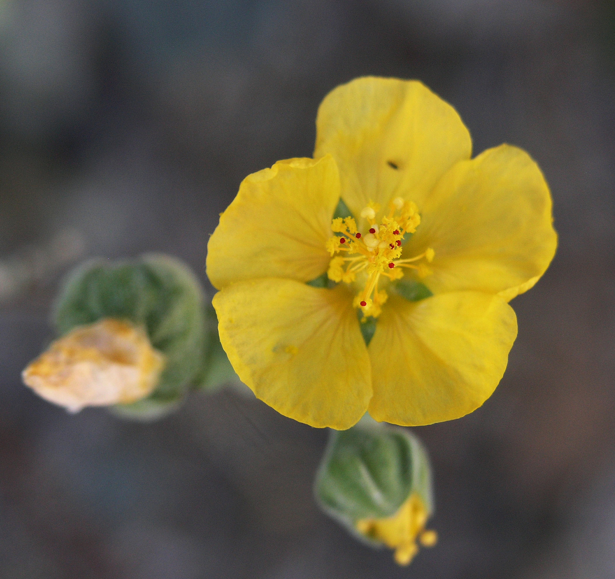 Abutilon reventum