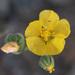 Yellowflower Indian Mallow - Photo (c) Steve Ganley, some rights reserved (CC BY-NC), uploaded by Steve Ganley