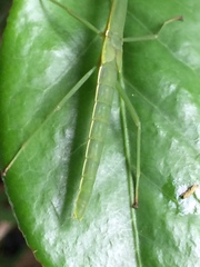 Micadina phluctainoides