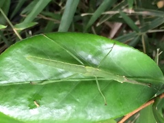Micadina phluctainoides