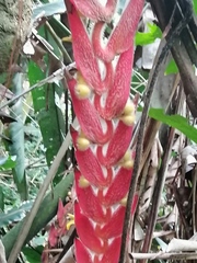 Heliconia vellerigera