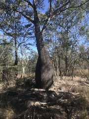 Brachychiton rupestris