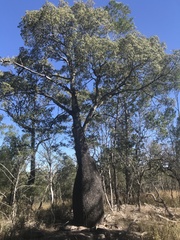 Brachychiton rupestris