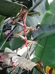 Heliconia griggsiana